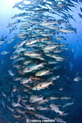 Shark reef , Sinai by Helmy Hashim 